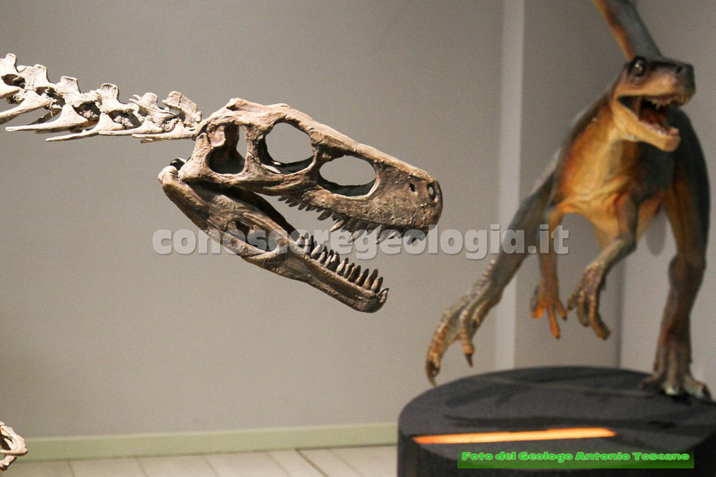 Dinosauri in mostra a Padova – FOTOGALLERY CONOSCEREGEOLOGIA