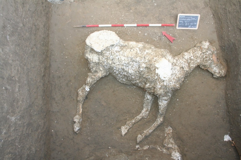 Il calco integro di un equino per la prima volta realizzato a Pompei