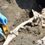 Pompei, emerge uno scheletro nel cantiere dei nuovi scavi